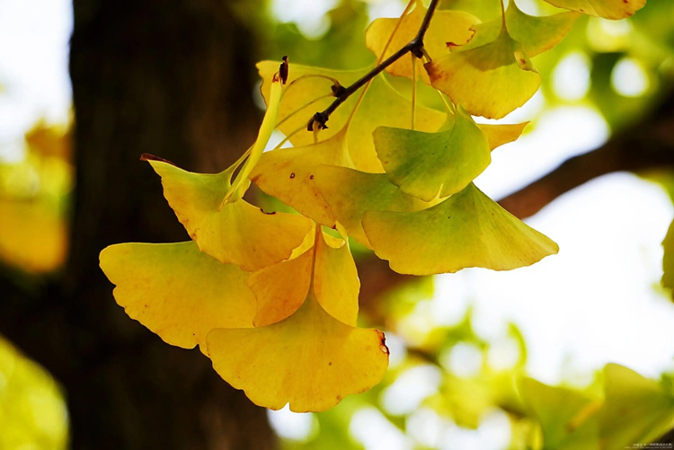 被誉为“植物界的活化石”，“植物界的熊猫”的银杏，到底有多神？