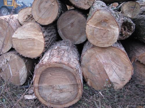 樟木是什么？怎么鉴别？