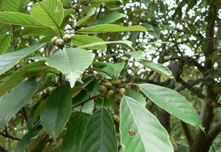 青冈是一种怎样的树种，有什么用途？