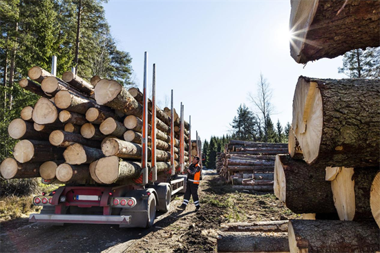 俄罗斯木材出口已基本恢复至“制裁”前数据 俄罗斯木材出口已基本恢复至“制裁”前数据