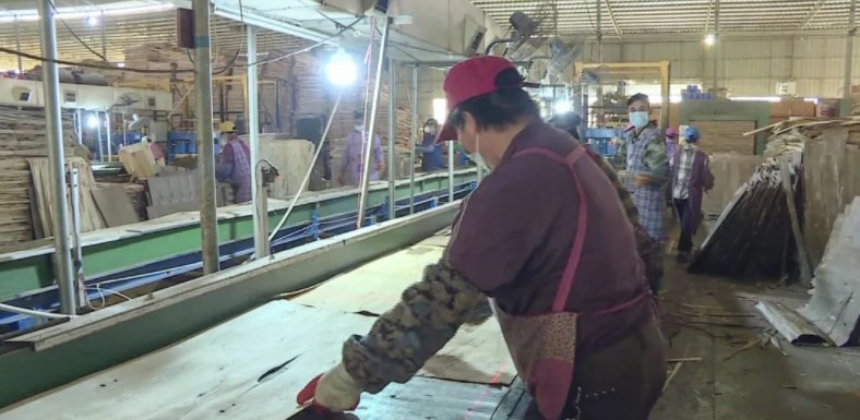 广西南宁武鸣区持续做大做强林木产业