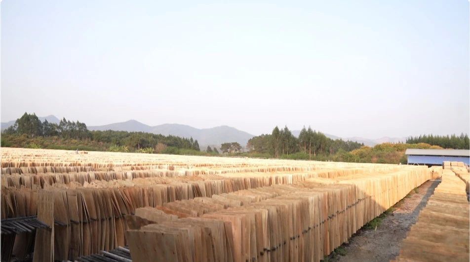 广西百色田东县拓宽林业投融资渠道推动林业等各行业高质量发展