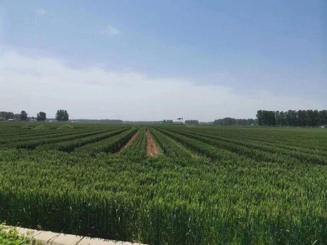 南优北扩！河南临颍杜曲镇木业年产值达100亿！